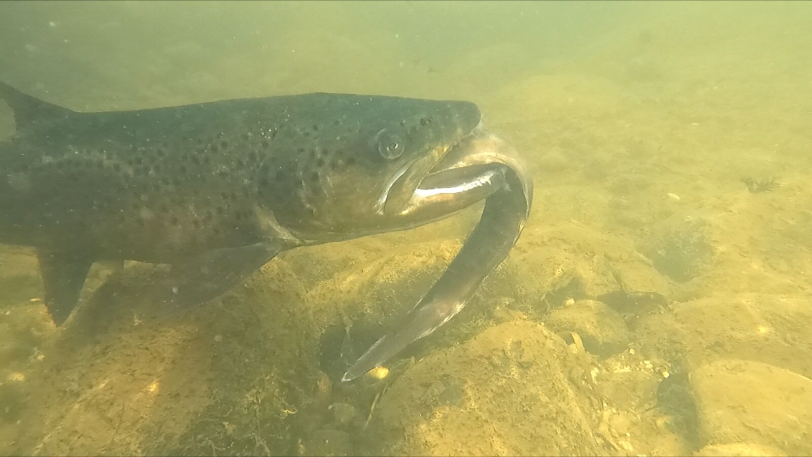 Trout Eating An Eel